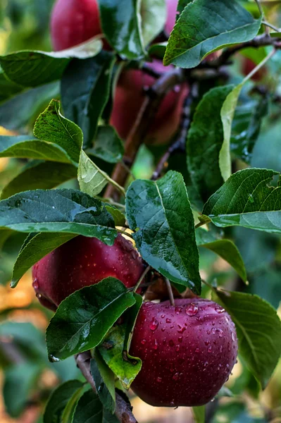 Šťavnatá jablka — Stock fotografie