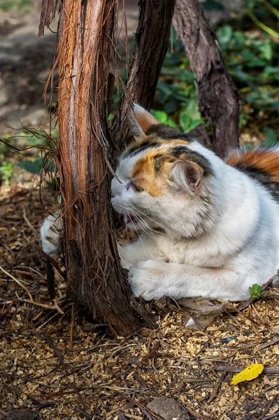 Playful cat — Stock Photo, Image