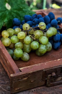 asma olgunlaşmış üzümler