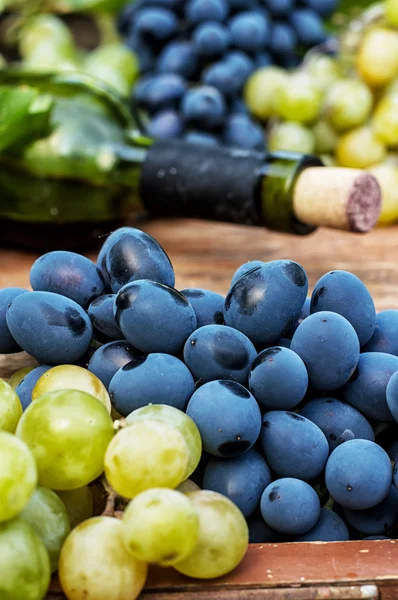 Vine ripe grapes — Stock Photo, Image