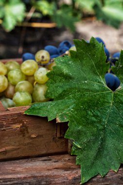 asma olgunlaşmış üzümler