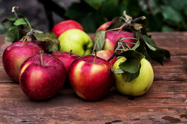 新鮮な収穫のリンゴ — ストック写真