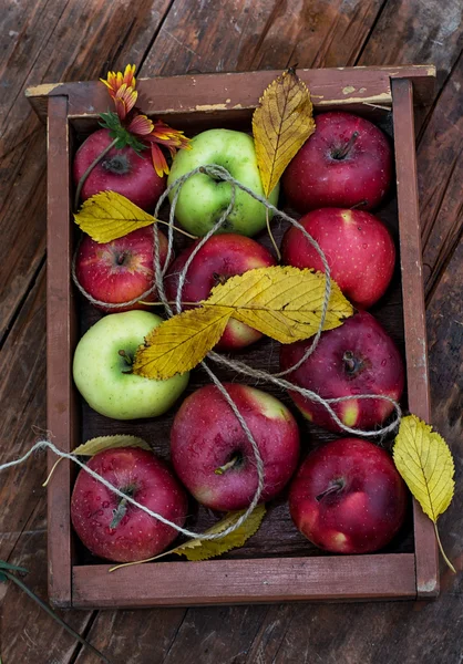 Frisch geerntete Äpfel — Stockfoto