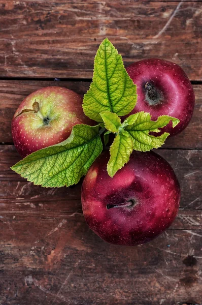 Świeżo zbierane jabłka — Zdjęcie stockowe