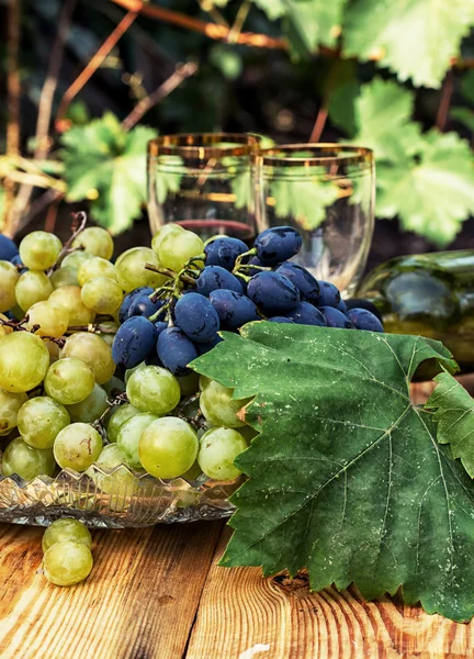 Uvas recién cosechadas — Foto de Stock