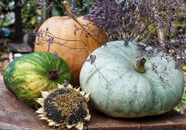 Oljeväxtfrukter — Stockfoto