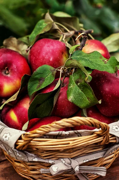 Harvested apples — Stock Photo, Image