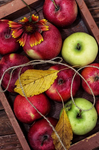 Harvested apples — Stock Photo, Image