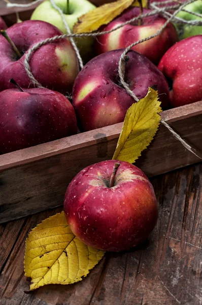 Geoogste appels — Stockfoto