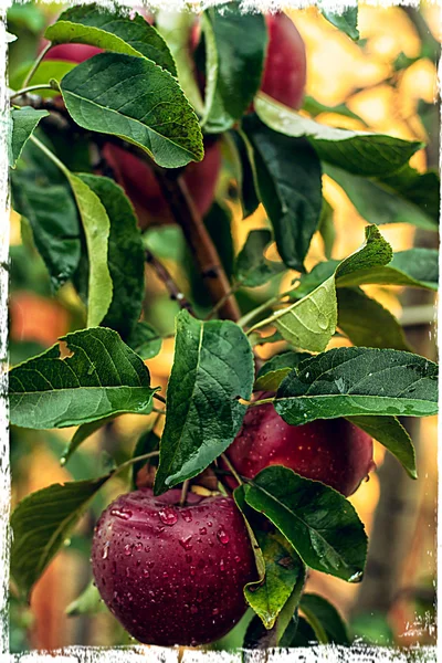 Sucursal de manzana en estilo vintage —  Fotos de Stock