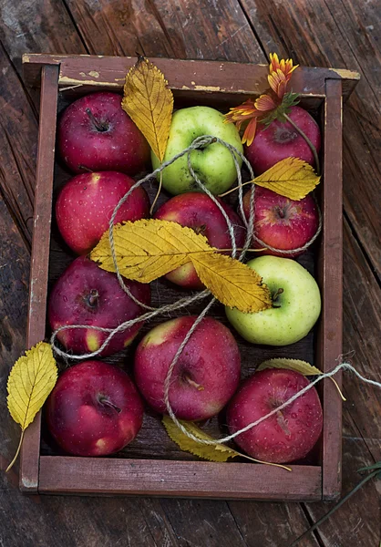 Geerntete Äpfel — Stockfoto