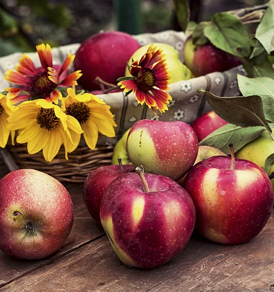 Geerntete Äpfel — Stockfoto