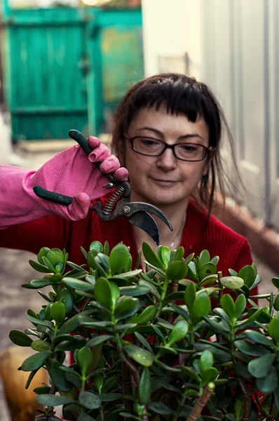 Woman takes care of indoor ornamental plants — Stock Photo, Image