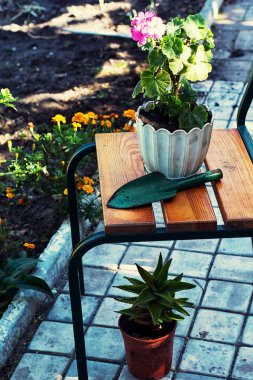 Ev Dekoratif saksı bitki