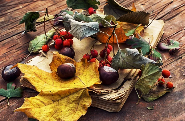 Hojas caídas de otoño — Foto de Stock