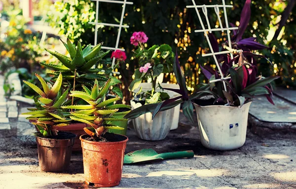 Cuidado casa planta envasada decorativa — Fotografia de Stock