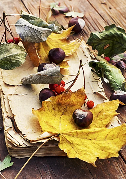 Hojas caídas de otoño —  Fotos de Stock