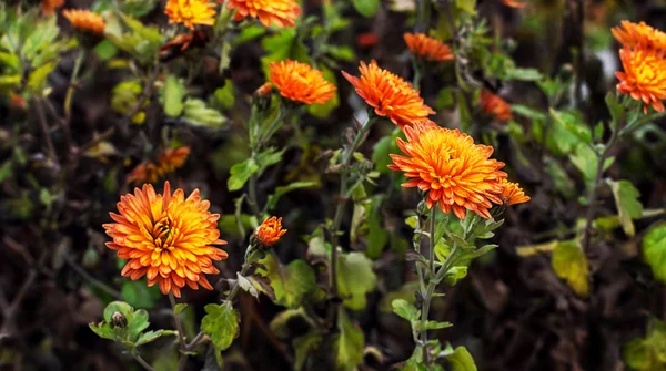 Wild flowers — Stock Photo, Image