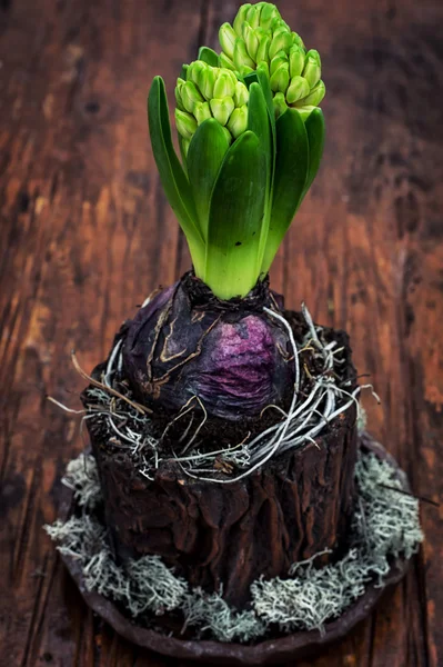 Зелена паростка квітка гіацинта — стокове фото