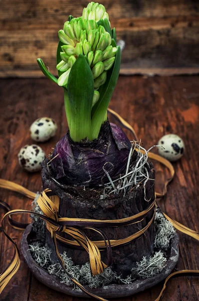 Green sprout hyacinth flower — Stock Photo, Image