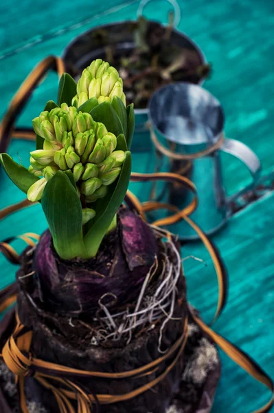 Flor de jacinto de broto verde — Fotografia de Stock
