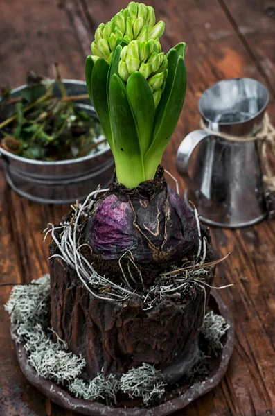 Green sprout hyacinth flower — Stock Photo, Image