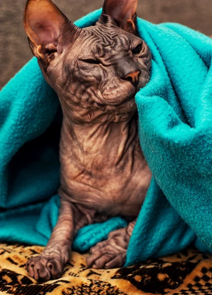 Esfinge gato — Foto de Stock