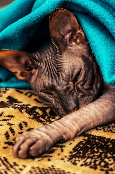 Søvnig kattunge Sphynx – stockfoto