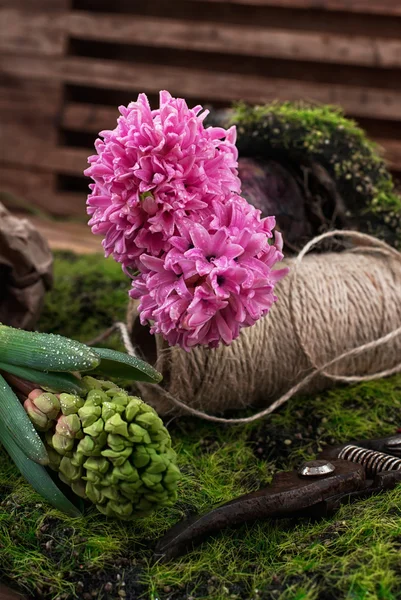 Giacinto fiore fiorito — Foto Stock