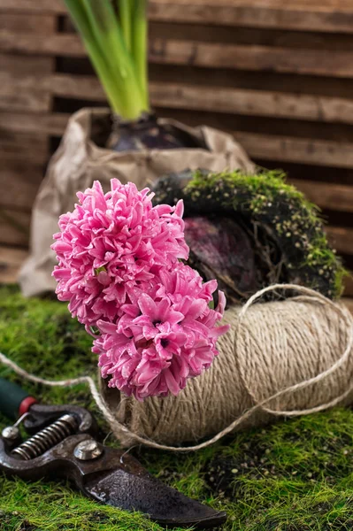 Blossoming flower hyacinth — Stock Photo, Image