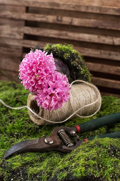 Blühende Blütenhyazinthe — Stockfoto