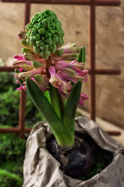 Jacinto de flor de primavera floreciente —  Fotos de Stock