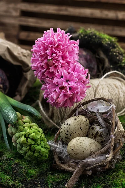 Blossoming spring flower hyacinth — Stock Photo, Image