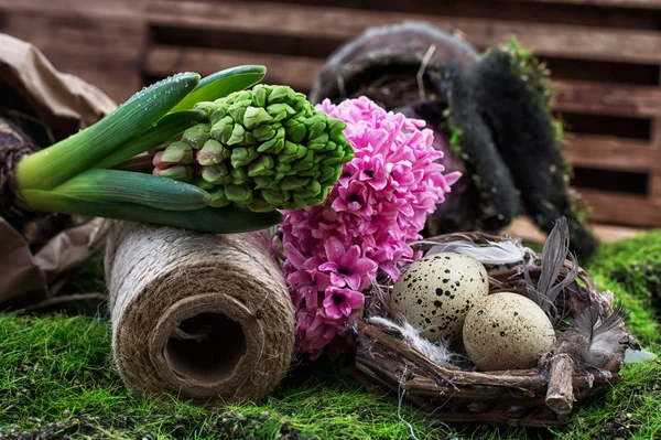 Blommande våren blomma hyacint — Stockfoto