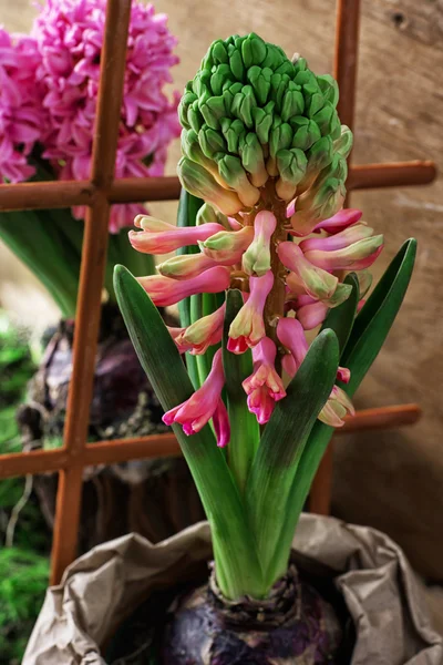 Jacinto de flor de primavera floreciente —  Fotos de Stock