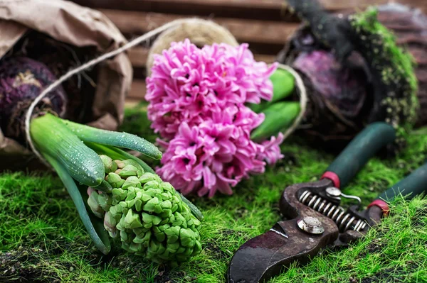 Квітучий весняний квітковий гіацинт — стокове фото