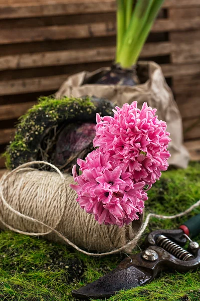 Blühende Frühlingsblumenhyazinthe — Stockfoto