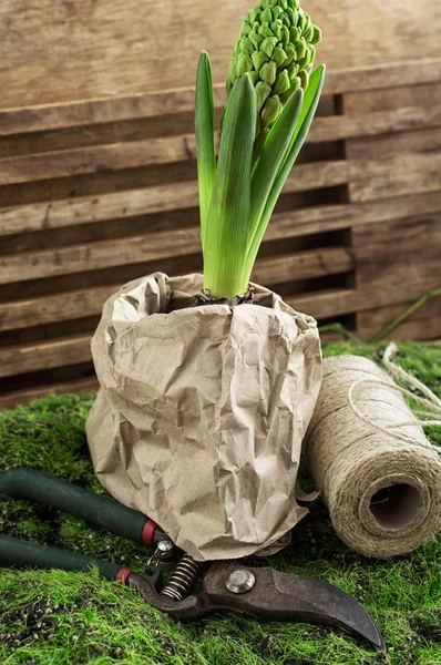 Blossoming hyacinth — Stock Photo, Image