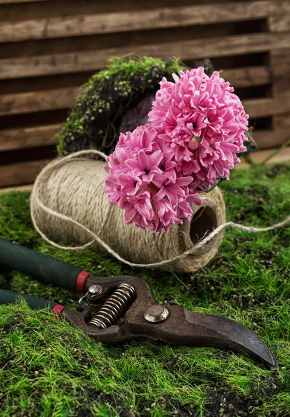 Giacinto in fiore — Foto Stock