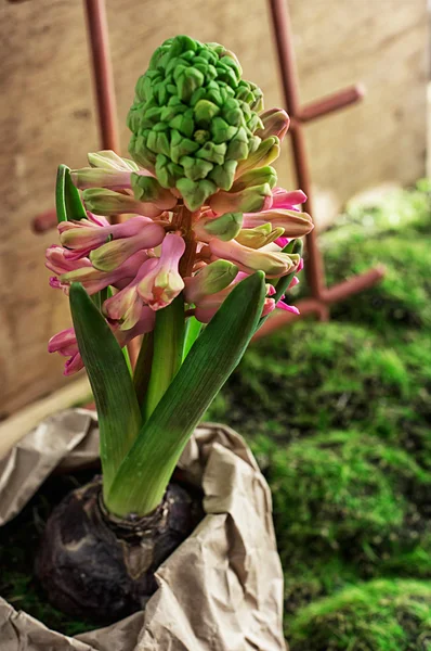 Kwitnąca Hiacynt — Zdjęcie stockowe