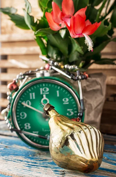 Christmas cactus — Stock Photo, Image