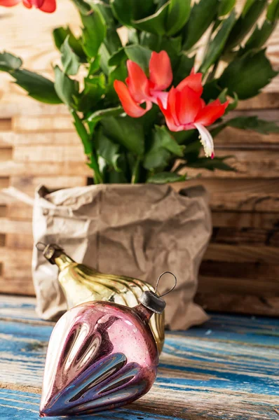 Christmas cactus — Stock Image Christmas cactus Stock Photo