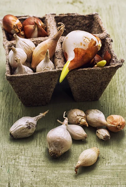 Tulpenbol — Stockfoto