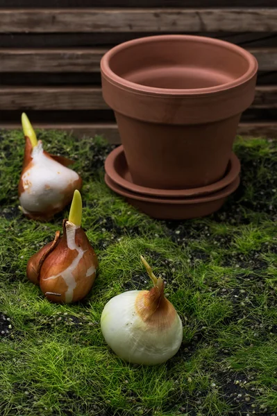 Bombilla de tulipán —  Fotos de Stock