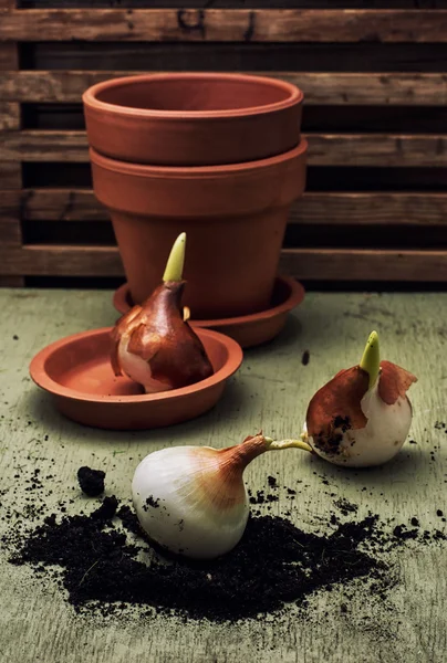 Глиняный горшок и весенние луковицы растений — стоковое фото
