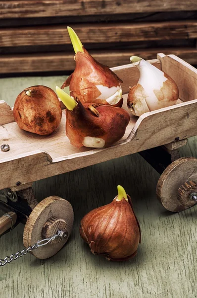 Lente protestnymi bollen planten — Stockfoto