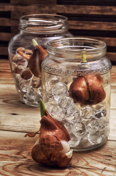 Gekiemde bollen planten — Stockfoto