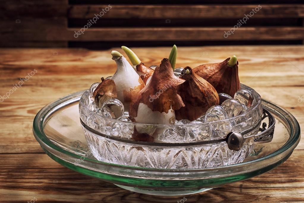 Sprouted bulbs plants Stock Photo by 61351173