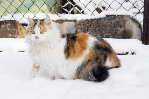 Gato mascarado na neve — Fotografia de Stock