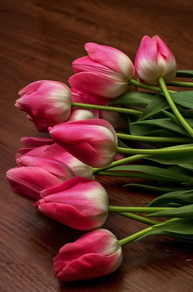 Tulipani fioriti — Foto Stock
